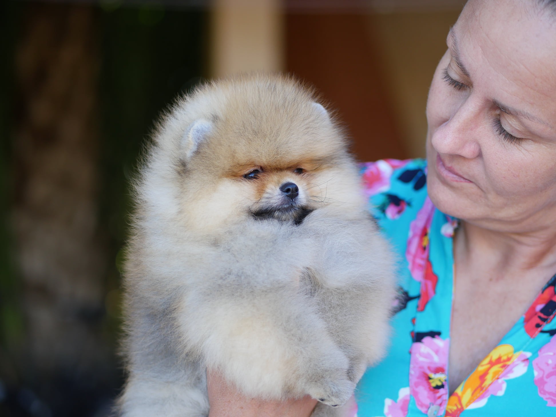 Quel est le caractère du Pomeranien ?