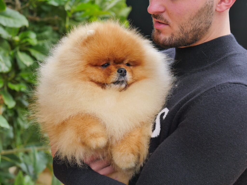 Mon spitz nain préféré ! Le Poméranian est un chien fidèle