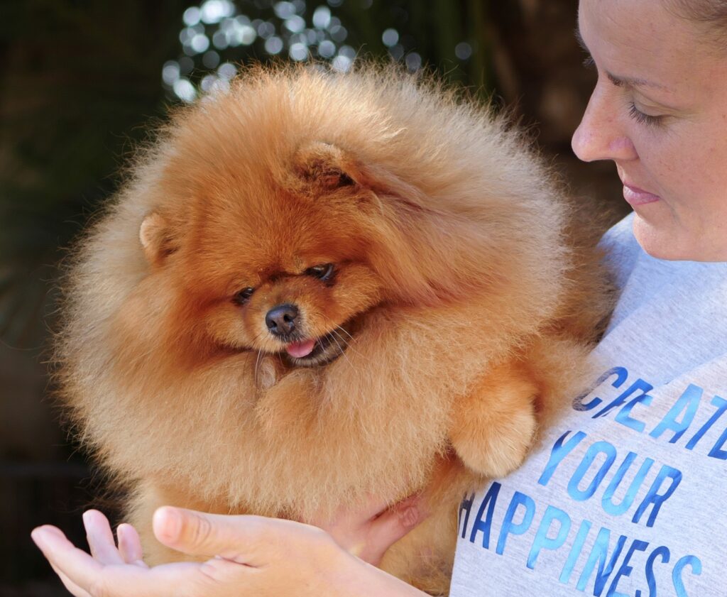 Spitz nain poméranien adulte dans les bras
