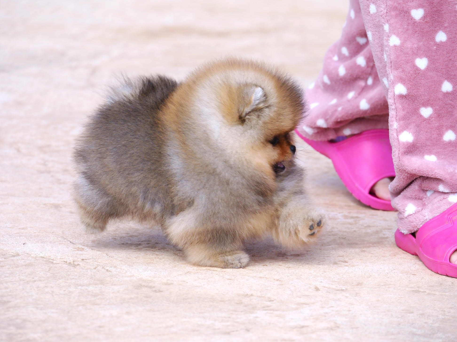 Différence entre un Spitz nain et un Pomeranian ?