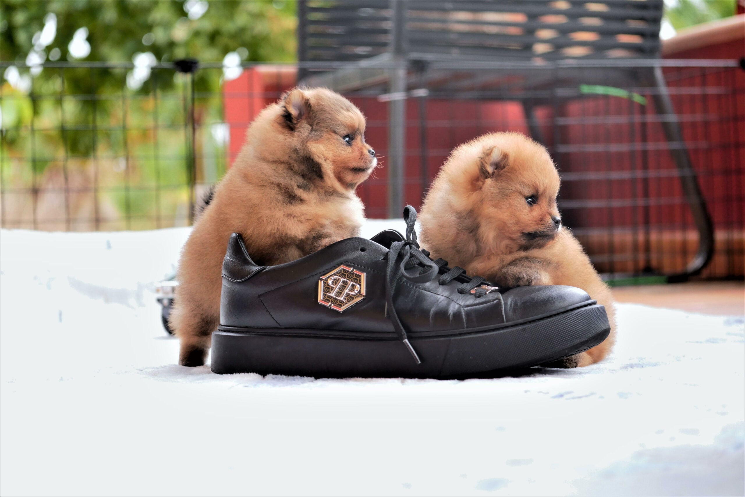 Comment bien éduquer un Spitz nain ?