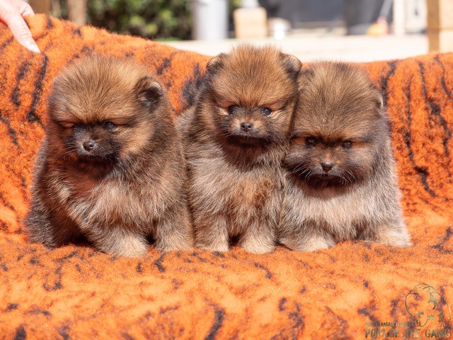 Trouver son chiot spitz nain poméranien 
