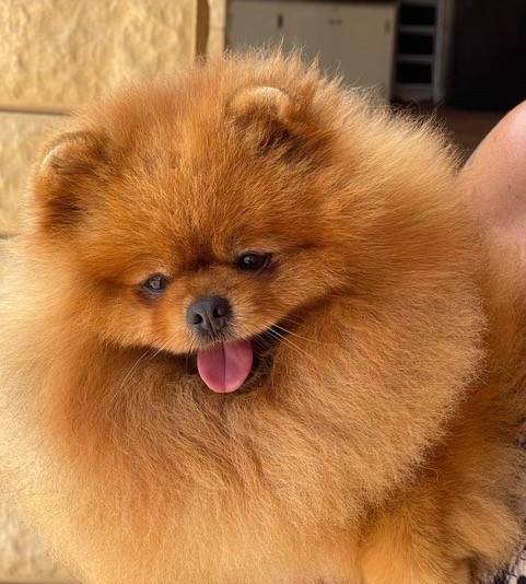 Hommage à notre regretté SAMURAÏ