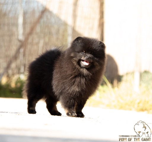 Poméranien Black and tan