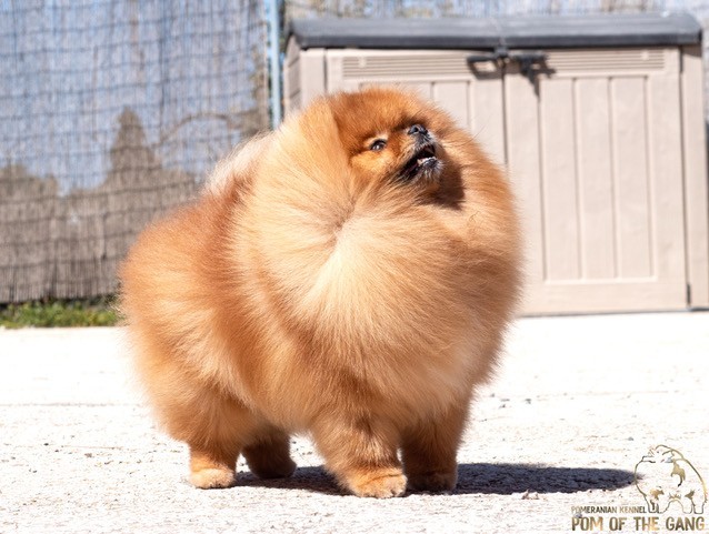 Spitz nain – Redsi 