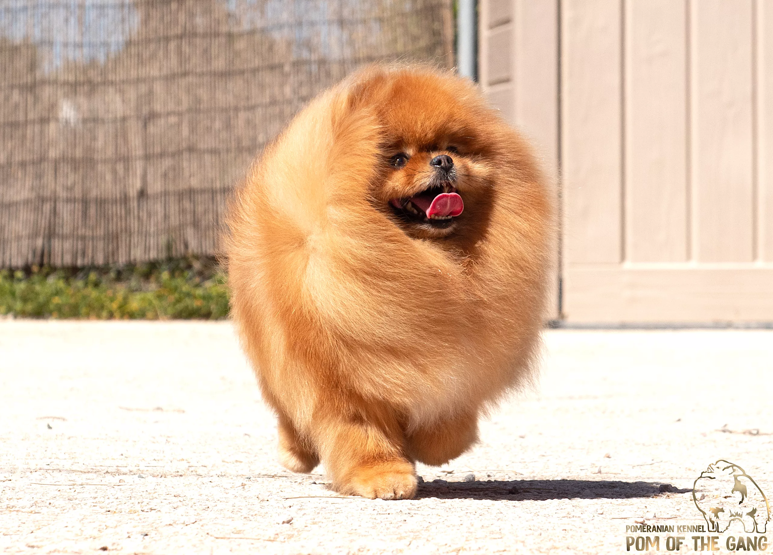 Le Spitz nain et sa fourrure : mues, poil, toilettage…