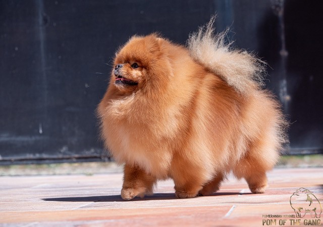 Les différents types du Spitz nain: Renard, Nounours, Souris…. ?