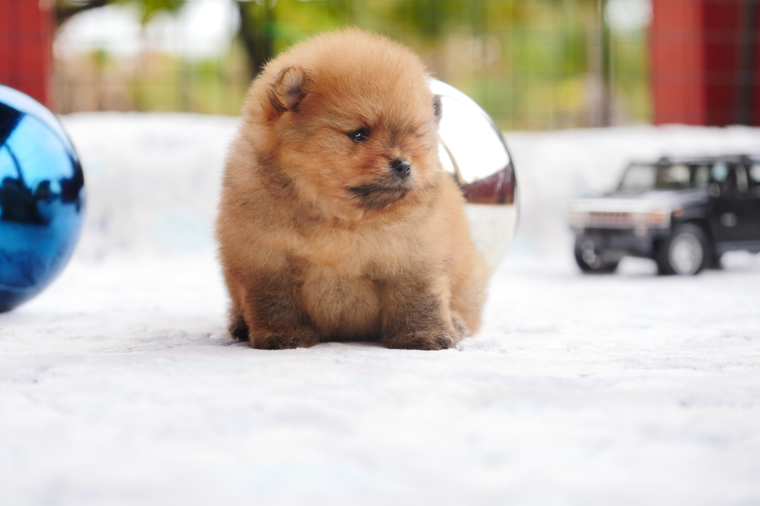 Santé et alimentation du Spitz Nain