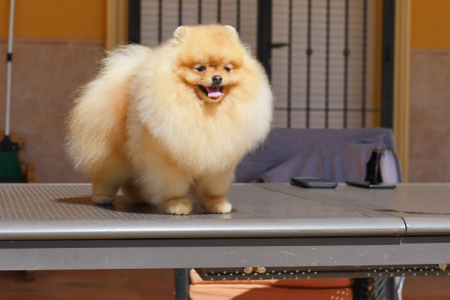 Le comportement du Poméranien