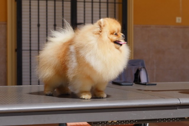 Poméranien – 185&rsquo;S After Mercury , aka « Mars »