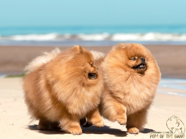 Poméranien et canicule : comment le protéger et réagir ?