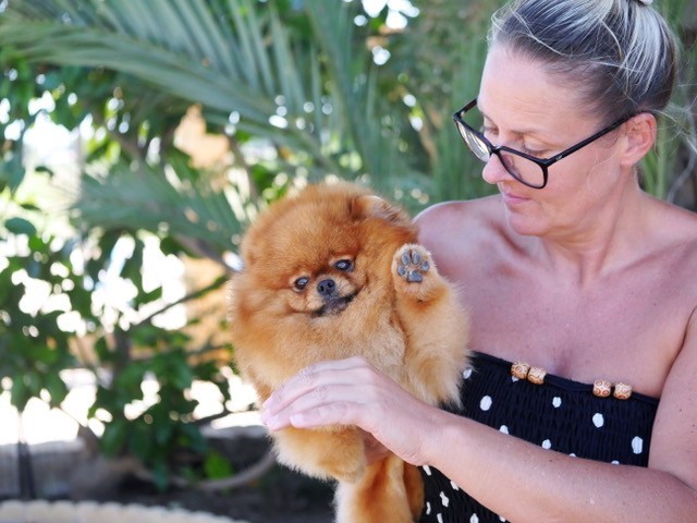 Spitz nain – Miss Mercedes