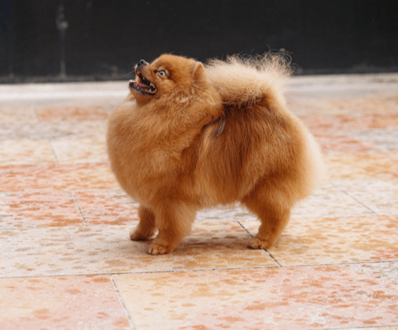 Poméranien – Maya