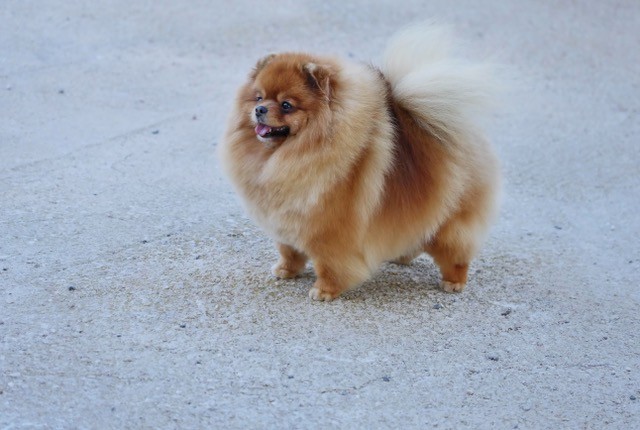 Spitz nain  – Raymonda