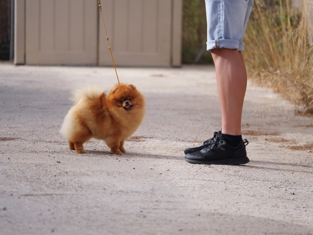 Pomeranien : que savoir avant de l’adopter ?