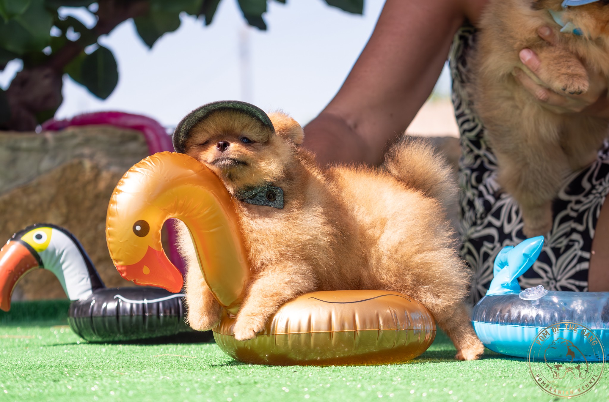 Nos chiots Spitz nains en vacances .