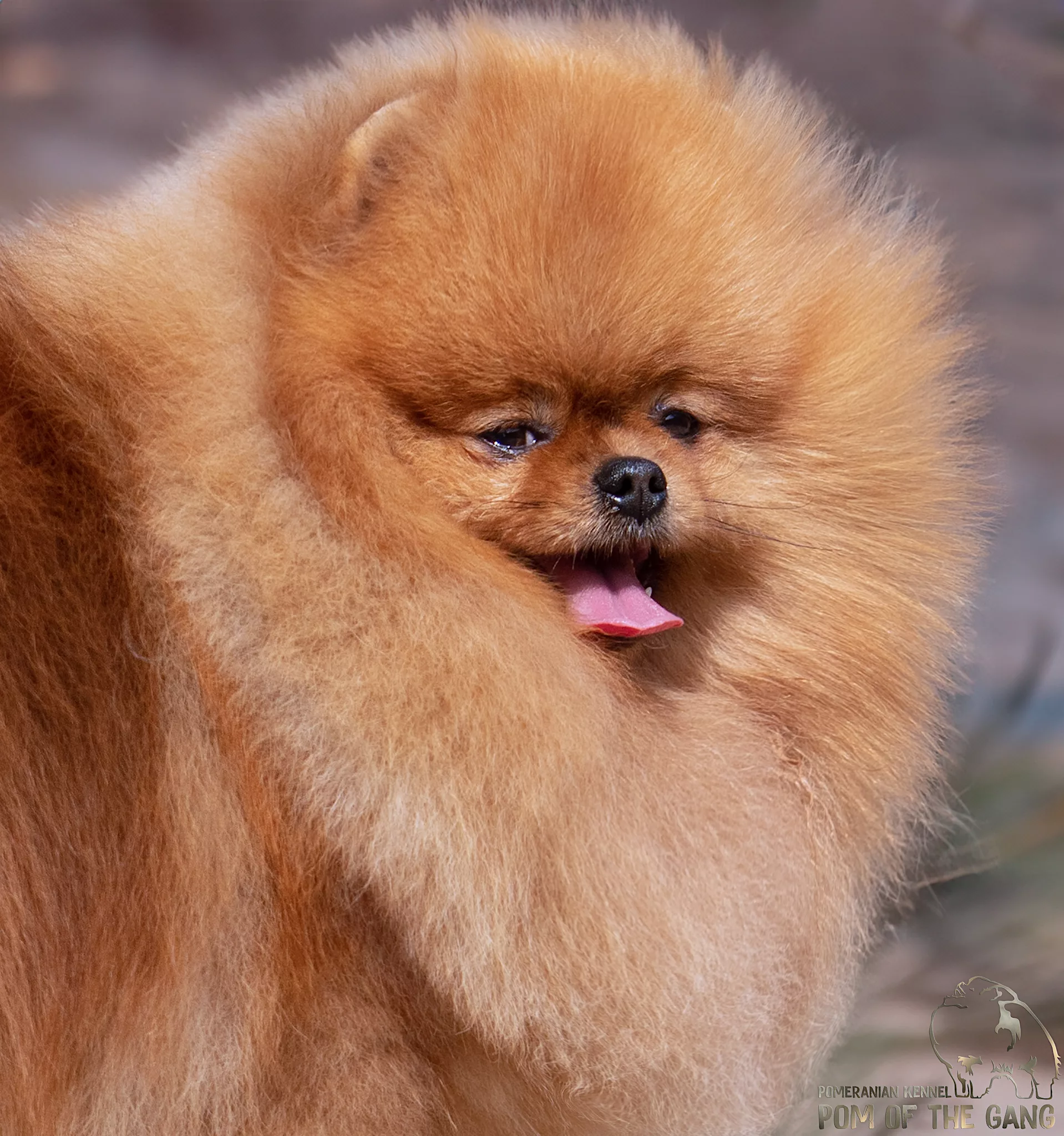 Spitz nain – Pom Of The Gang Mata Hari