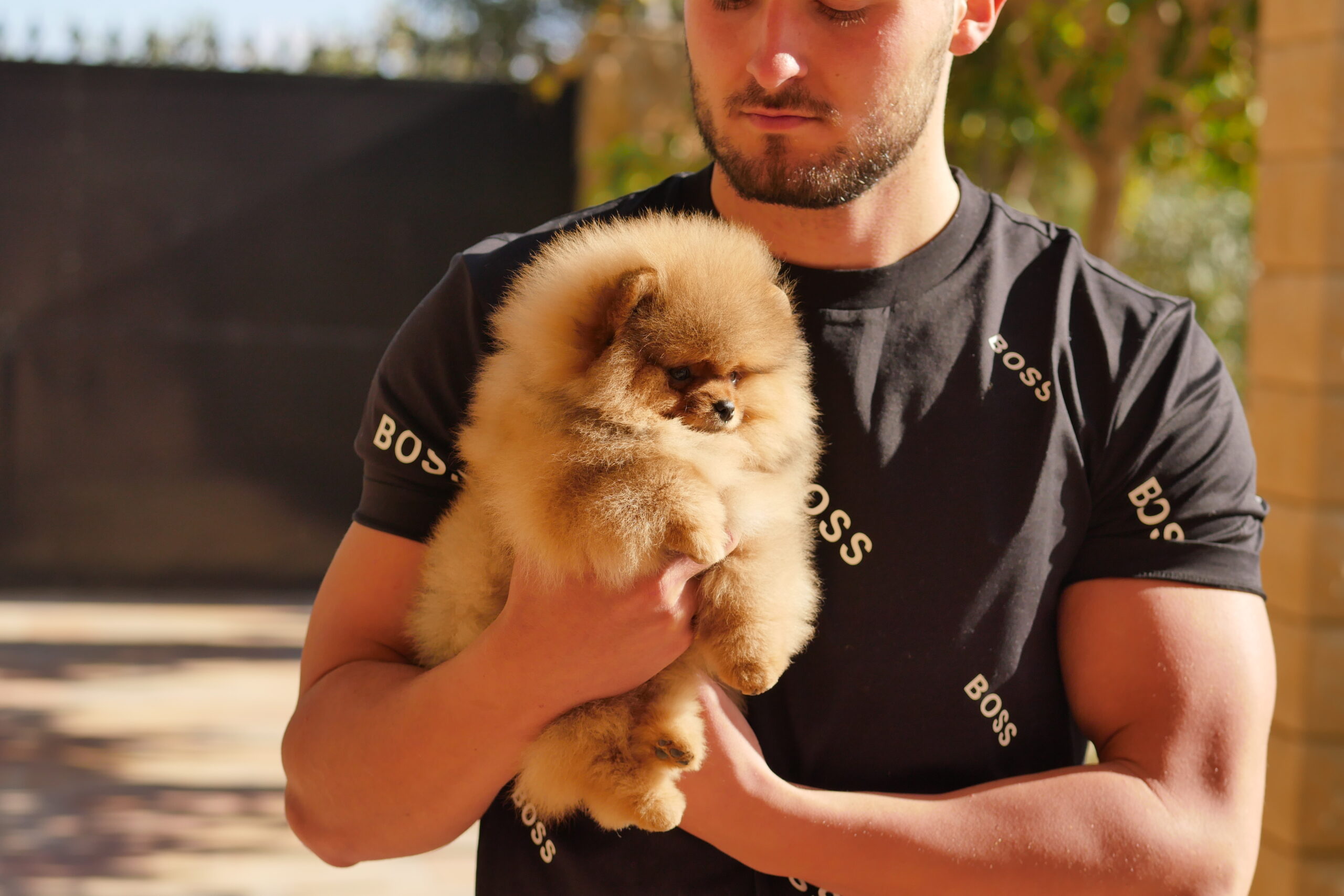 Quel est le prix d&rsquo;un Spitz nain ?