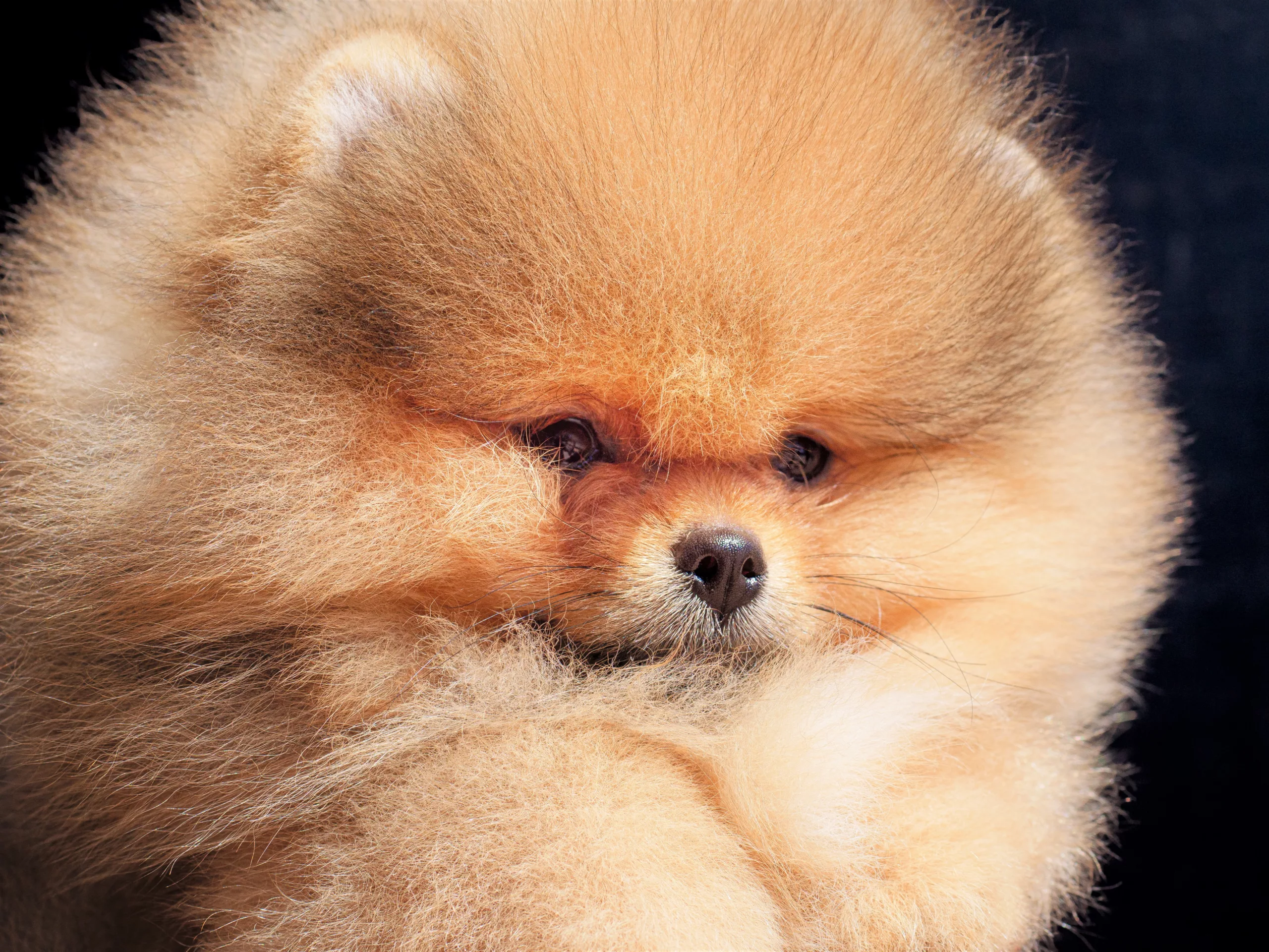 Spitz nain – Pom Of The Gang Dakota