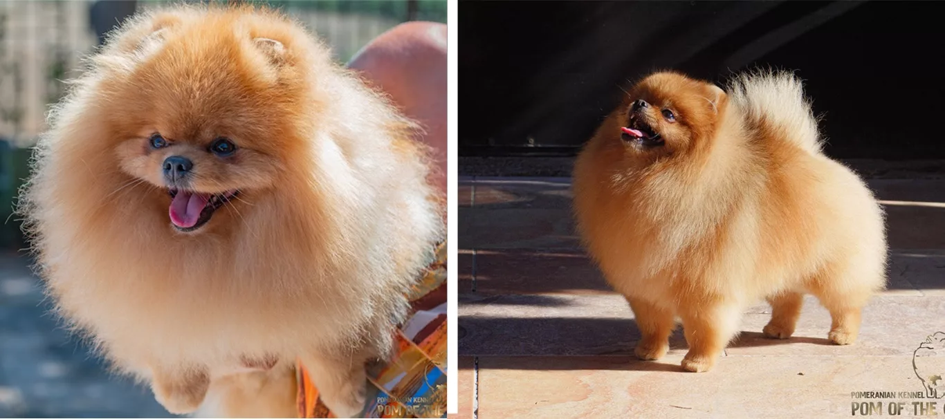 Mariage : Narcos x Vegas.