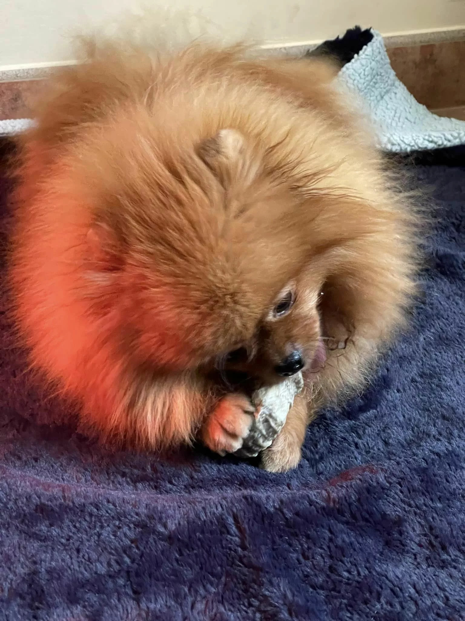 Les Friandises pour Spitz Nain, Pomeranian: Entre Plaisir et Prudence