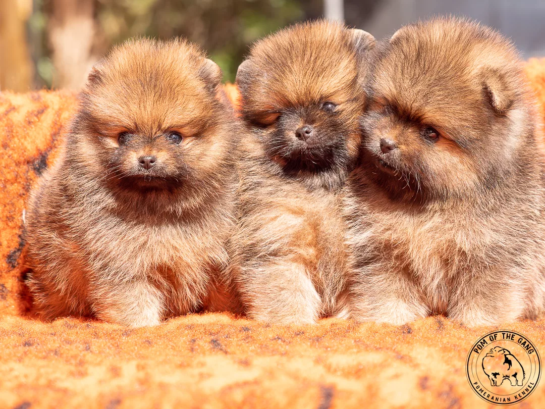 Vidéo des Bébés 2023 de Pom Of The Gang