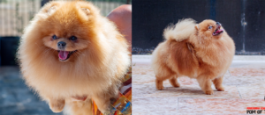 Mariage narco x maya