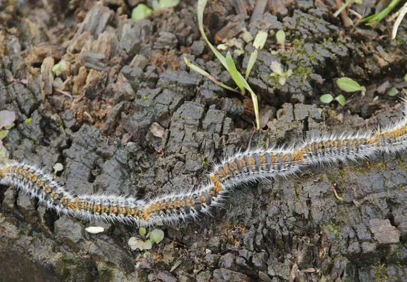 Les dangers des chenilles processionnaires.