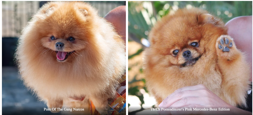 Les chiots de Narcos x Mercedes-Benz