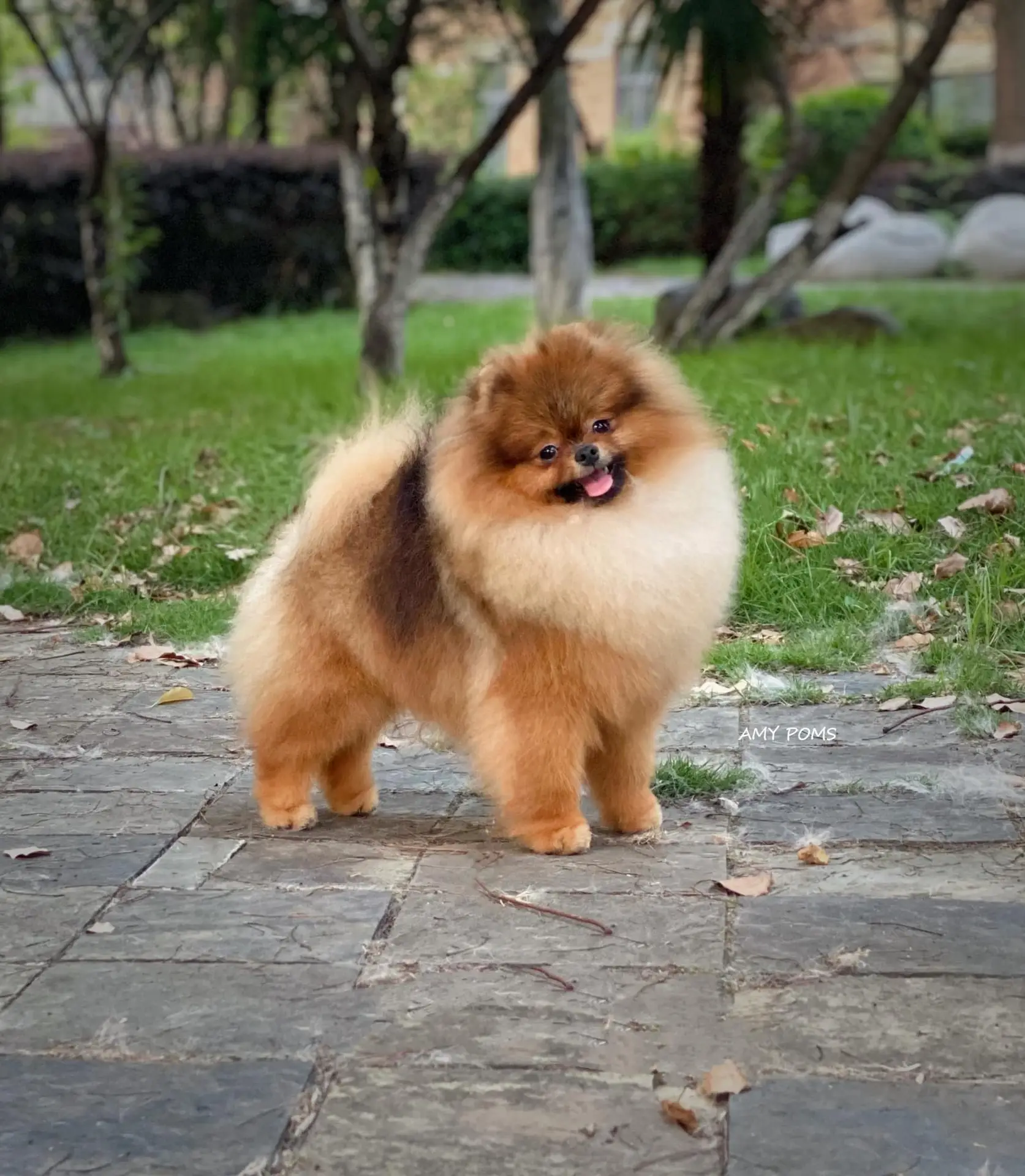 Notre nouvel étalon ; Mr Loong