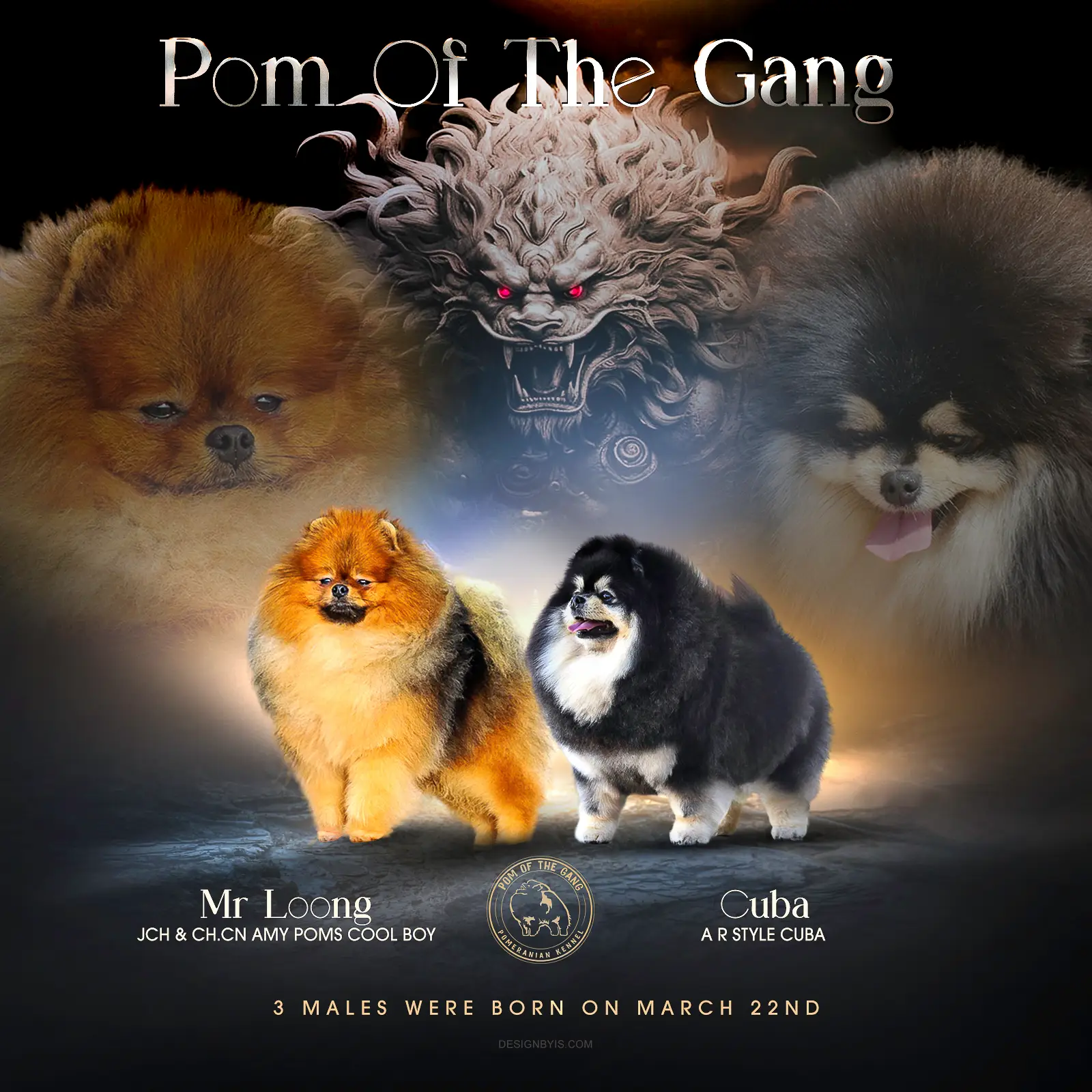 Les Chiots de Mr Loong x Cuba